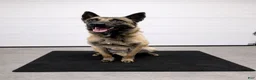 Belgian Malinois dogs for sale: Orion - Ad 4