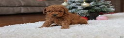 Toy Poodle dogs for sale: Connor - Ad 2