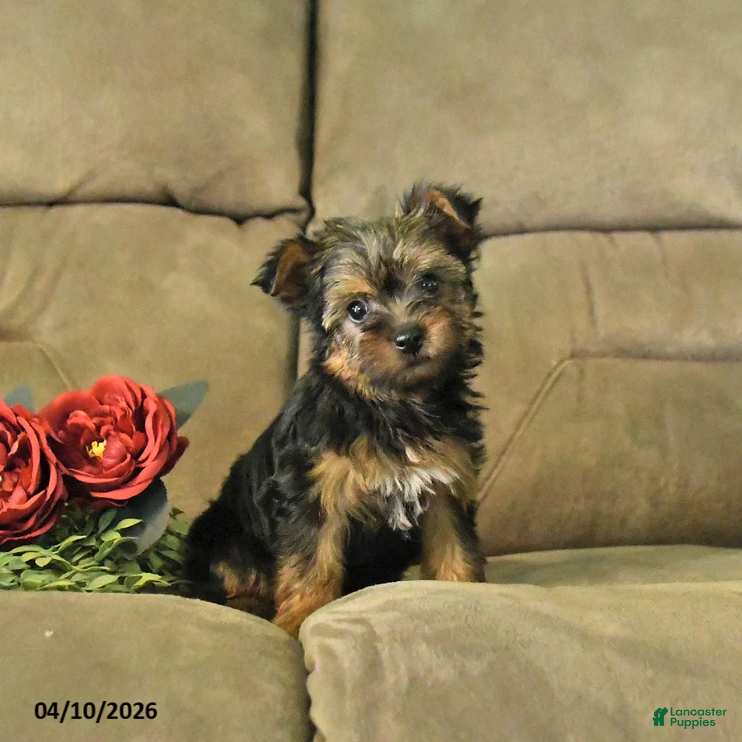 Yorkshire Terrier dogs for sale: Bonnie - Ad 1