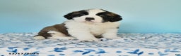 Saint Bernard dogs for sale: Captain - Ad 1