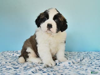 Saint Bernard dogs Captain - Ad 16