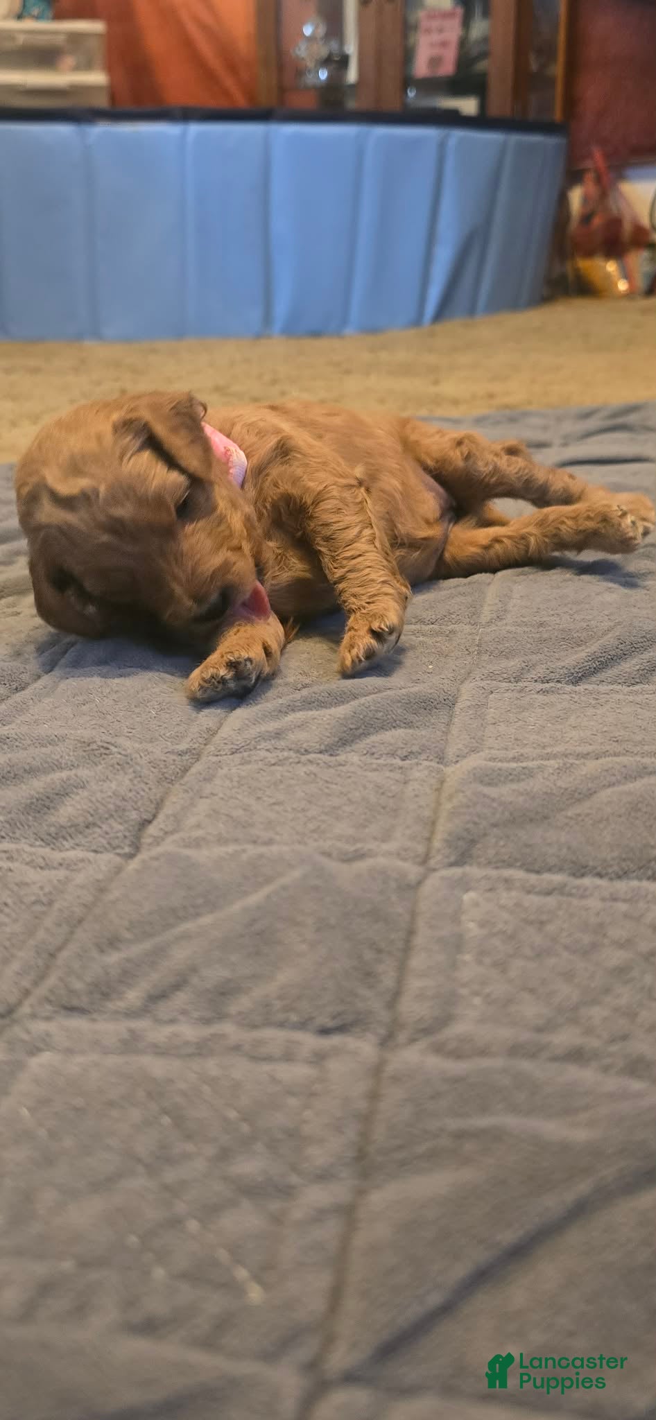 Mini Goldendoodle dogs lucy - Ad 1