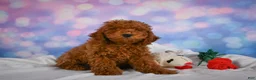 Miniature Poodle dogs for sale: Joey - Ad 8