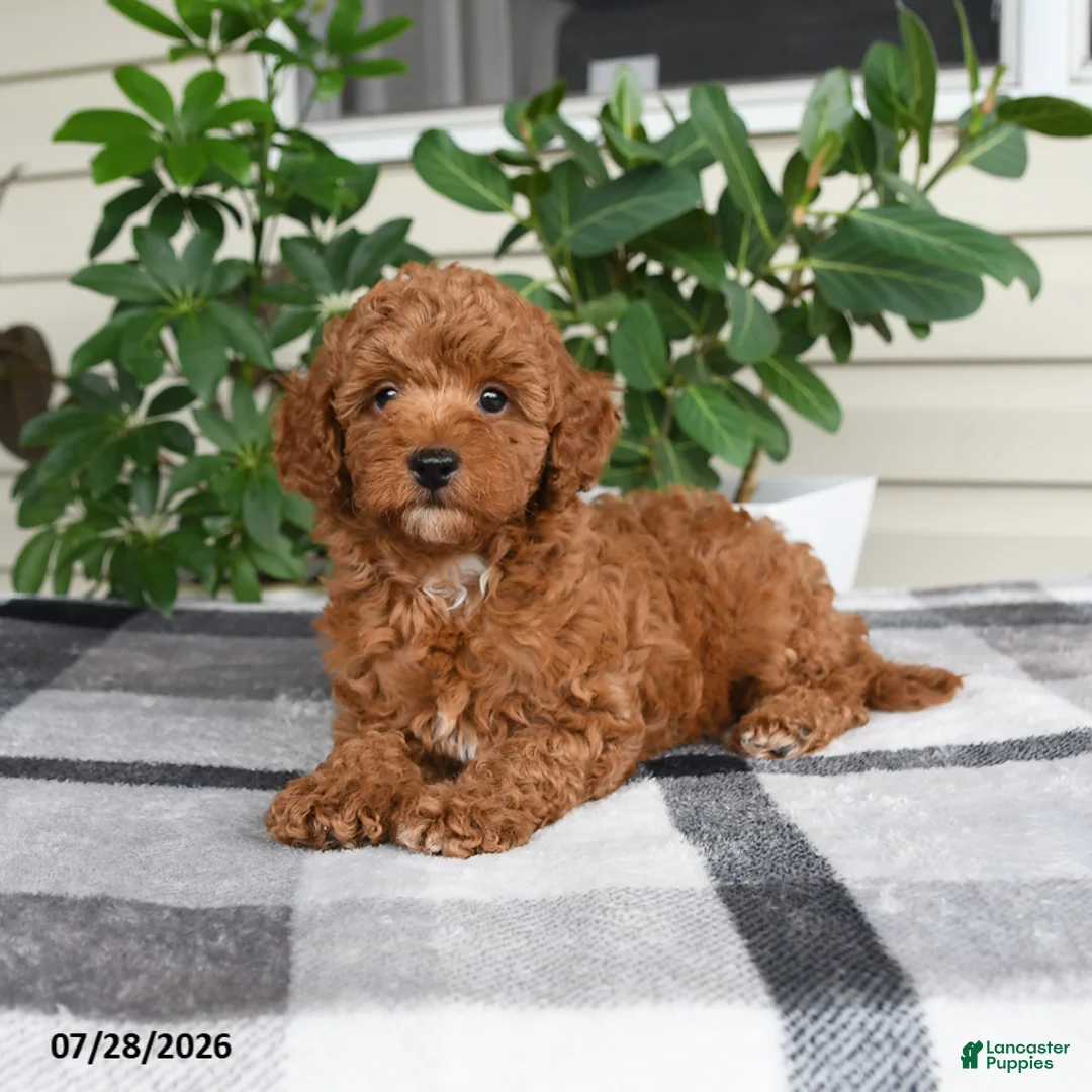 Miniature Poodle dogs for sale: Wyatt - Ad 2