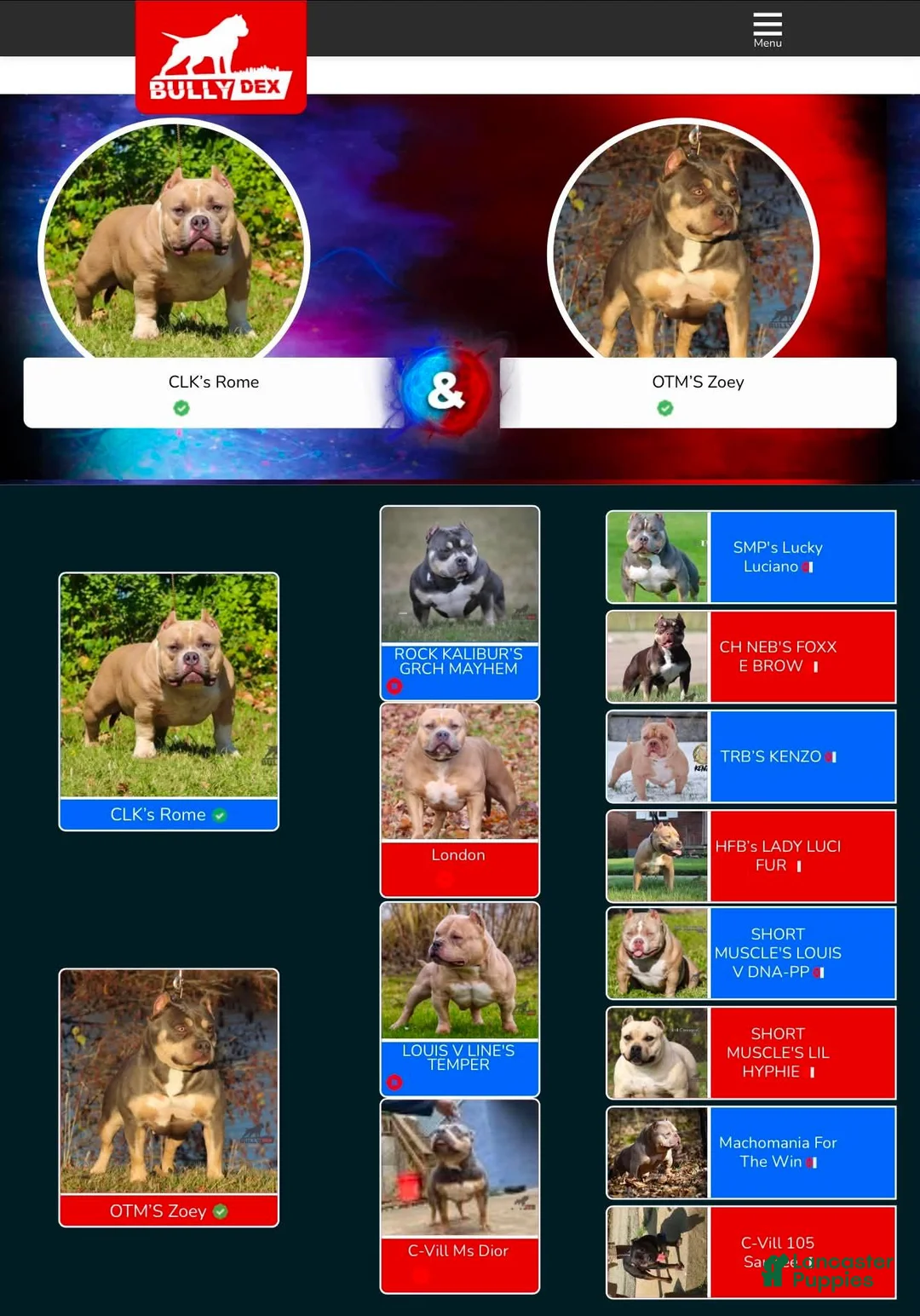 American Bully dogs for sale: American Bully 1 - Ad 3