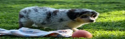 Miniature Australian Shepherd dogs for sale: LANDON [ new pictures] - Ad 4