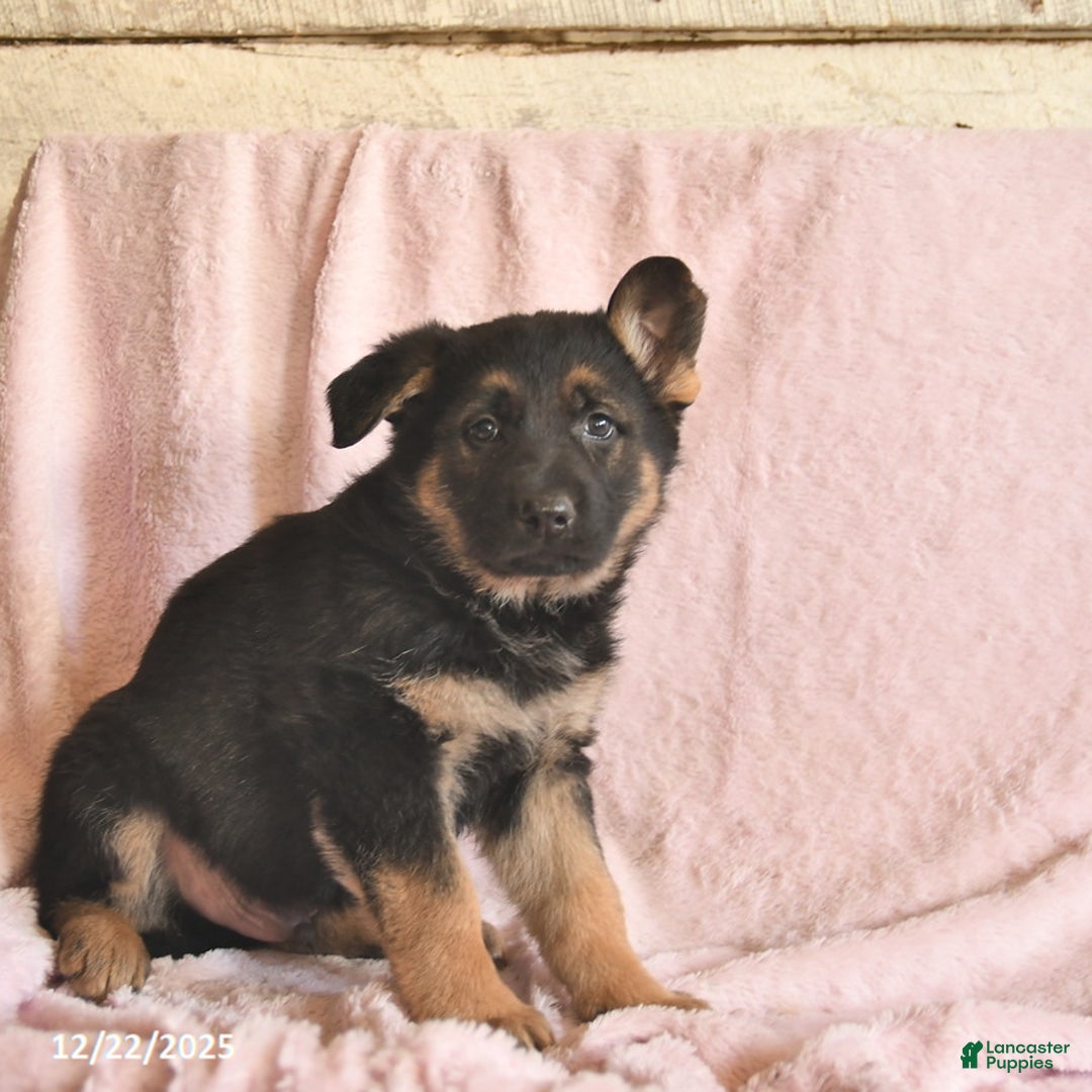 German Shepherd dogs for sale: Boston  - Ad 5