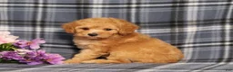 Miniature Poodle dogs for sale: AKC Queen - Ad 5
