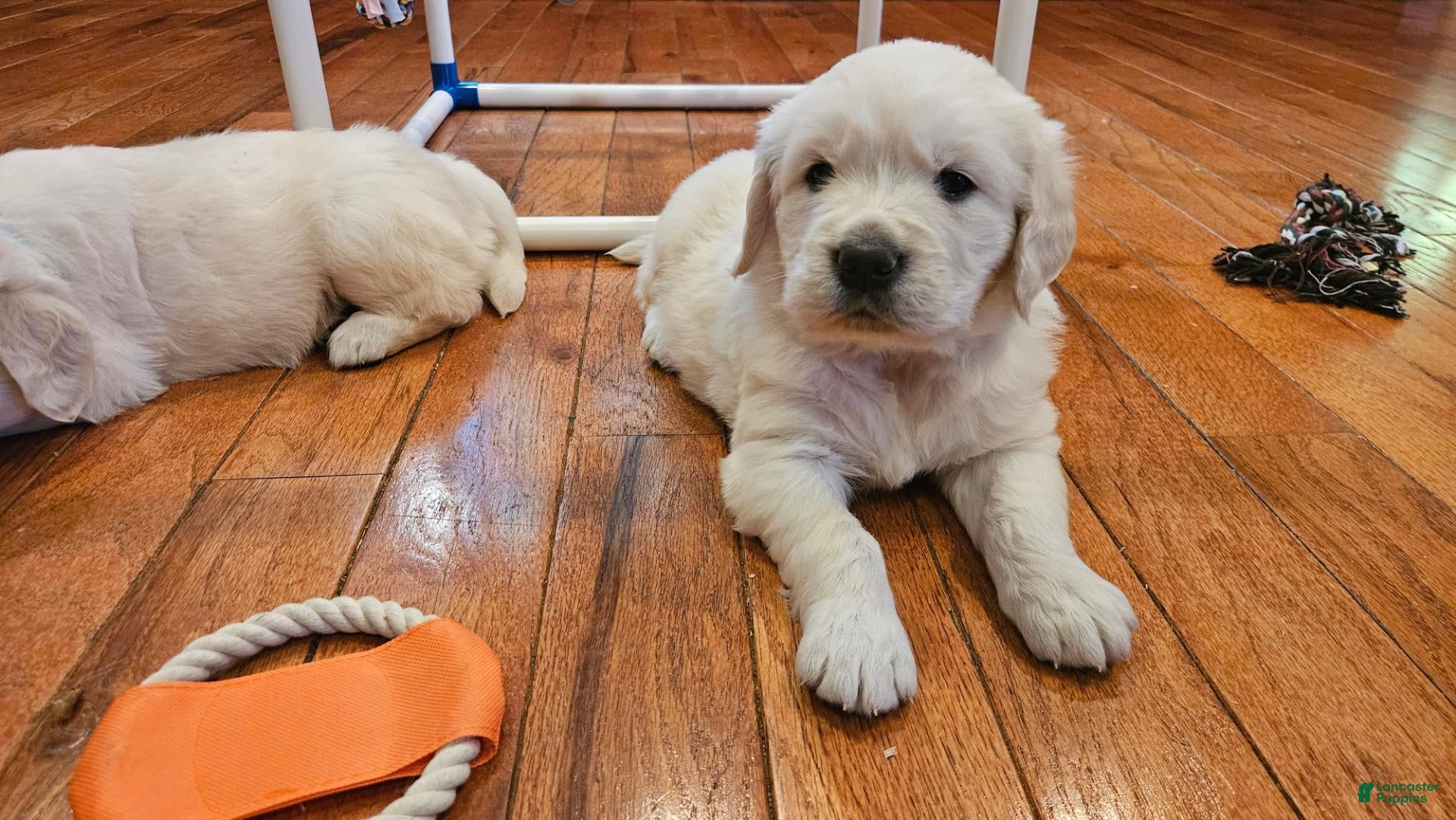 Golden Retriever dogs Golden Retriever 2 - Ad 20