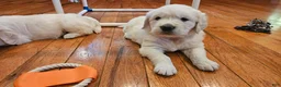 Golden Retriever dogs for sale: Golden Retriever 2 - Ad 1