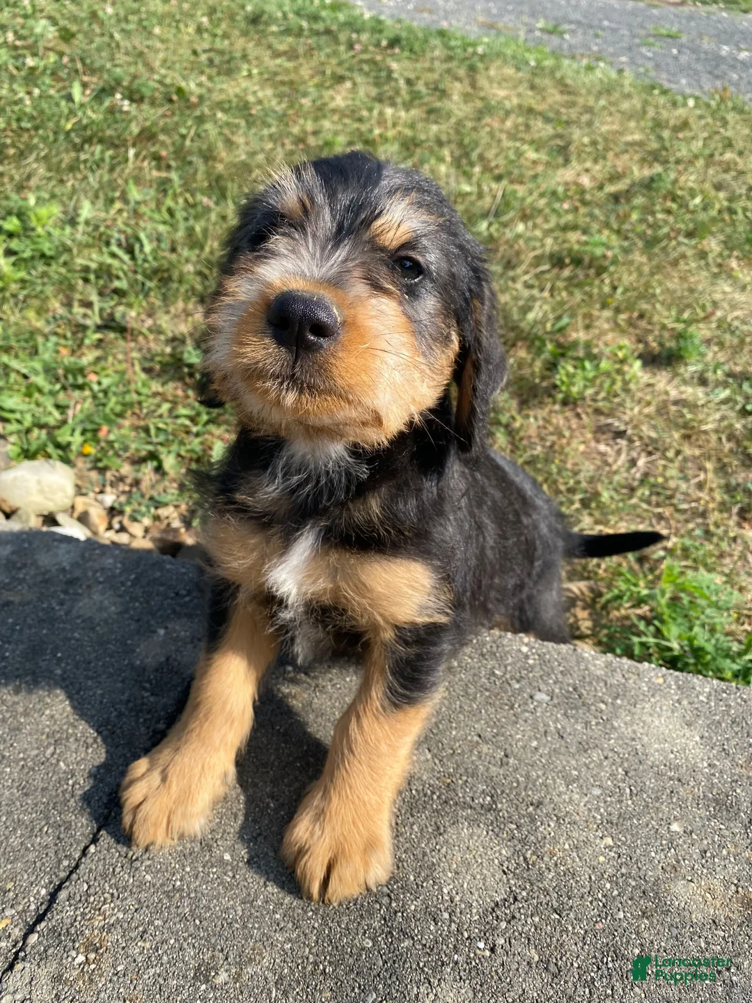 Mixed Breed dogs for sale: Teddy - Ad 2