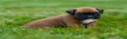 Boxer dogs for sale: Narissa Boxer  - Ad 10