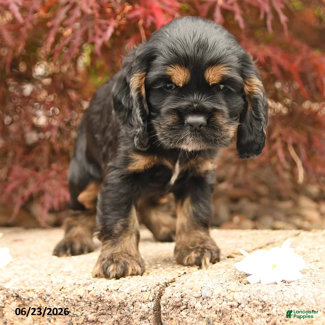 Cocker Spaniel dogs for sale: Lincoln - Ad 2