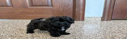 Havapoo dogs for sale: Havapoo Puppy 1 - Ad 7