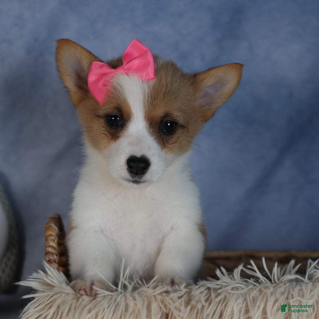 Welsh Corgi Pembroke dogs for sale: Dixie - Ad 4
