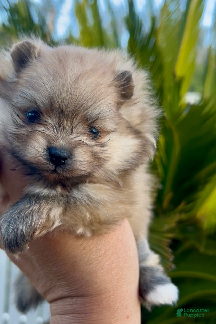 Pomeranian dogs Gelato - Ad 1