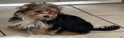 Biewer Terrier dogs for sale: Biewer Terrier 2 - Ad 10