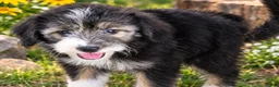 Aussiedoodle dogs for sale: Toto - Ad 1