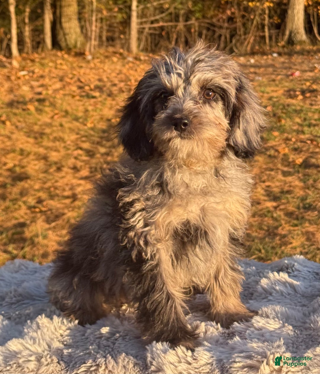 Cavapoo dogs for sale: Sasha - Ad 12