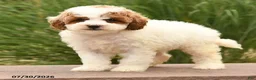 Toy Poodle dogs for sale: Marley - Ad 3