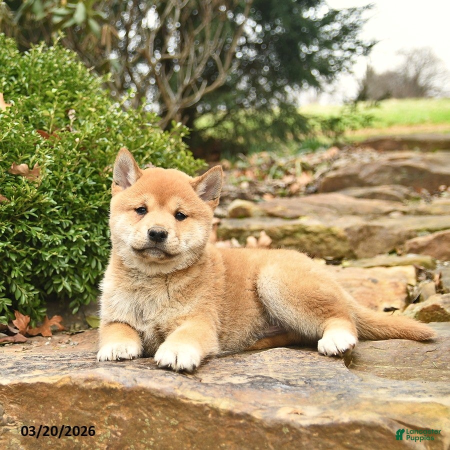 Shiba Inu dogs Dallas  - Ad 1