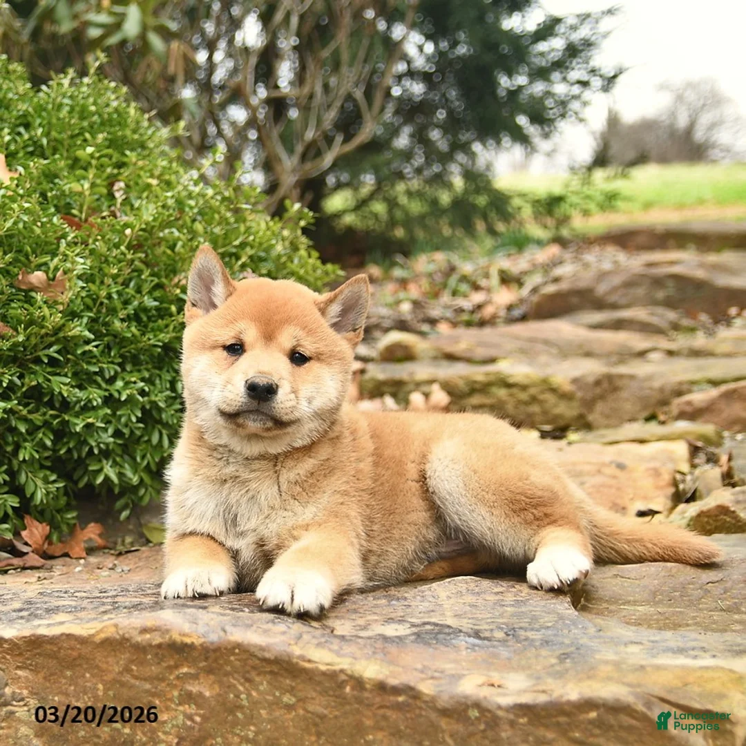 Shiba Inu dogs for sale: Dallas  - Ad 1
