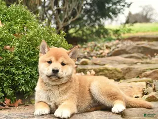 Shiba Inu dogs for sale: Dallas - Ad 2