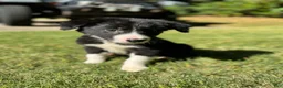 Border Collie dogs for sale: Paddy - Ad 2
