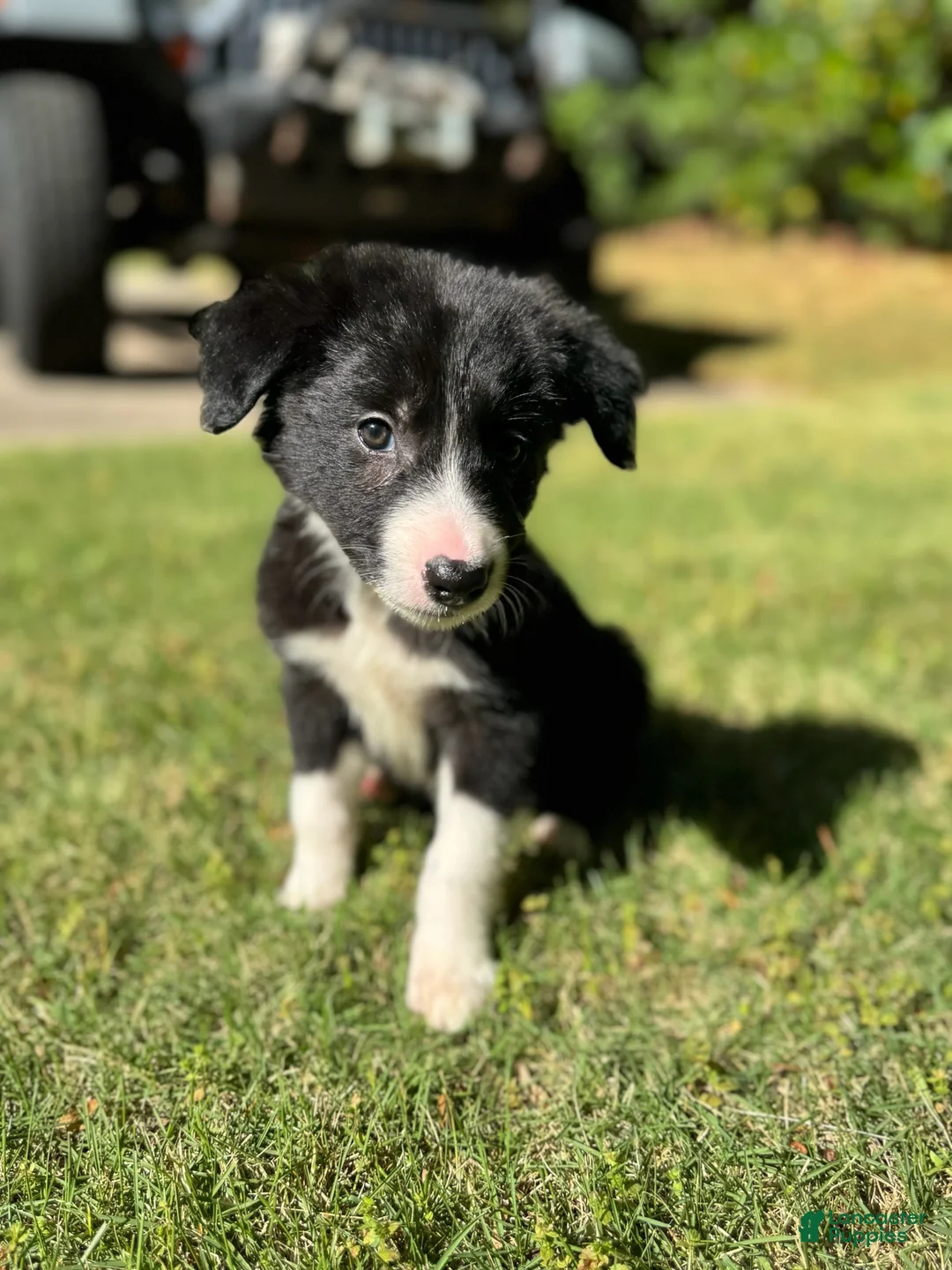 Border Collie dogs for sale: Paddy - Ad 2
