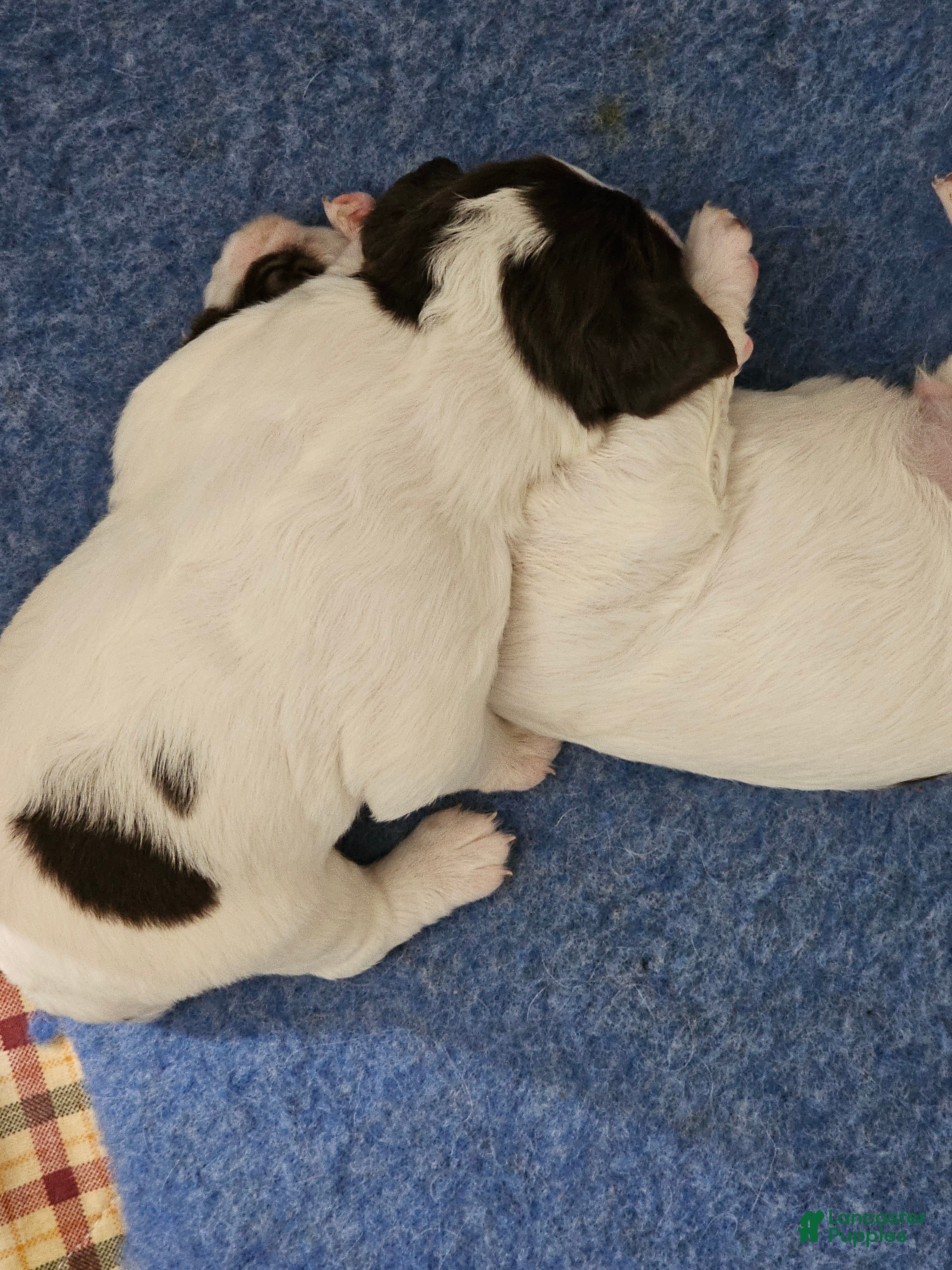 Brittany Spaniel dogs Brittany Spaniel 9 - Ad 6