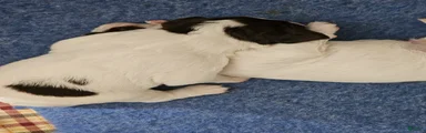 Brittany Spaniel 9