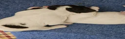 Brittany Spaniel dogs for sale: Brittany Spaniel 9 - Ad 1