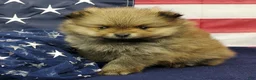 Pomeranian dogs for sale: Jax - Ad 3