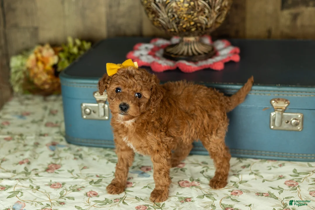 Mixed Breed dogs for sale: Kimberly  - Ad 2