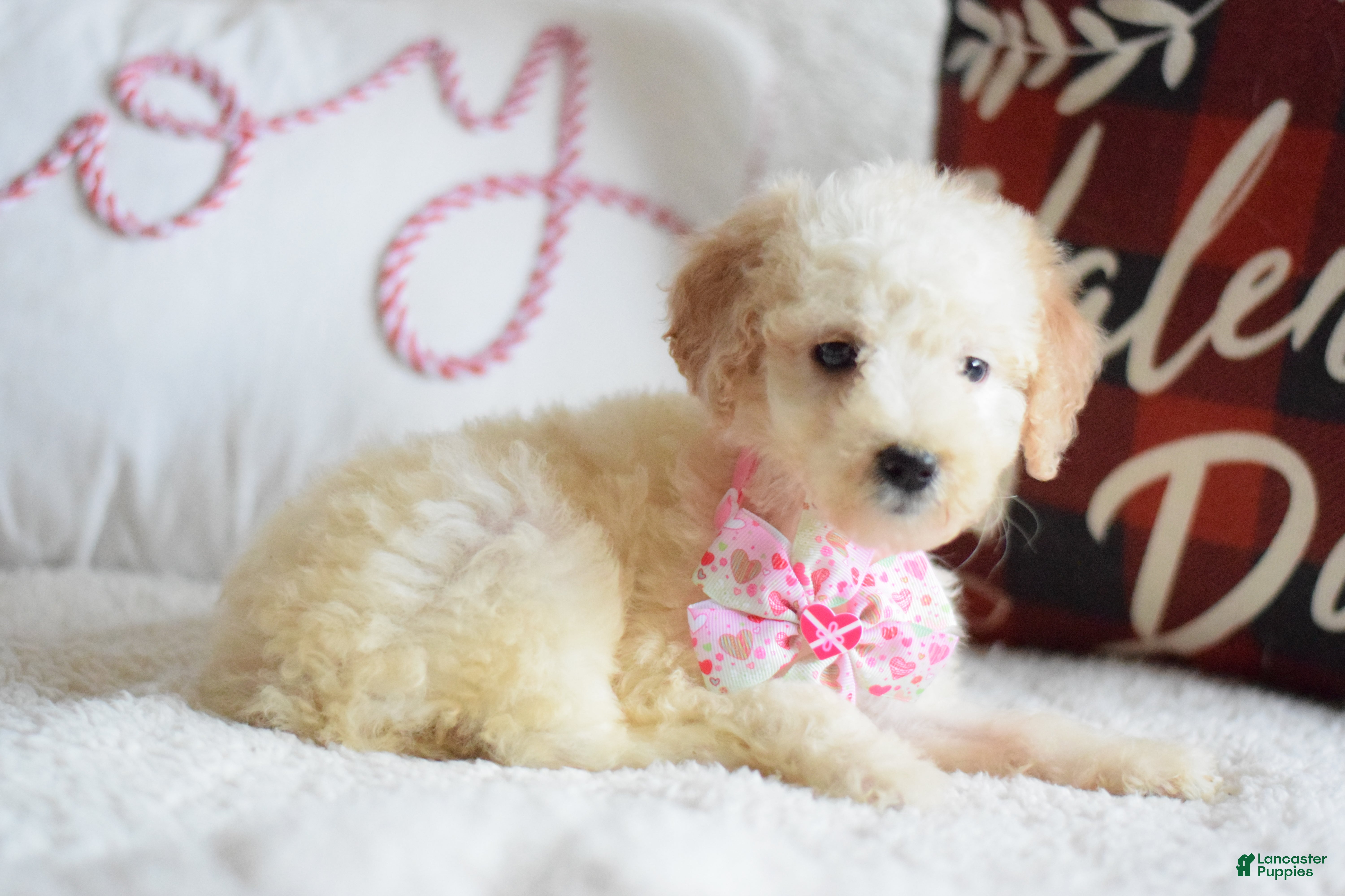 Goldendoodle dogs Goldendoodle Puppy 4 - Ad 25