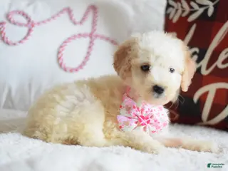 Goldendoodle dogs Goldendoodle Puppy 4 - Ad 25