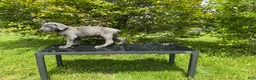 Cane Corso dogs for sale: Cane Corso Puppy 5 - Ad 5