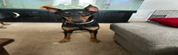 Doberman Pinscher dogs for sale: Tan Collar - Ad 3