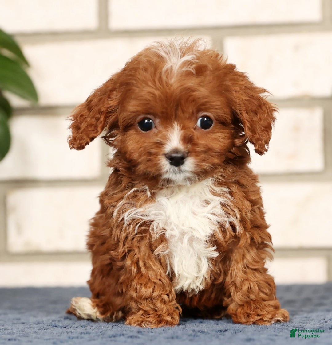 Cavapoo dogs for sale: Dusty - Ad 1