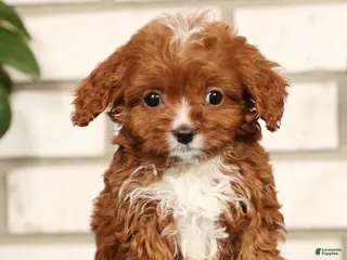 Cavapoo dogs Dusty - Ad 29