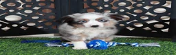 Miniature Australian Shepherd dogs for sale: Comet Blue Eyed Merle Mini Australian Shepherd Puppy - Ad 1