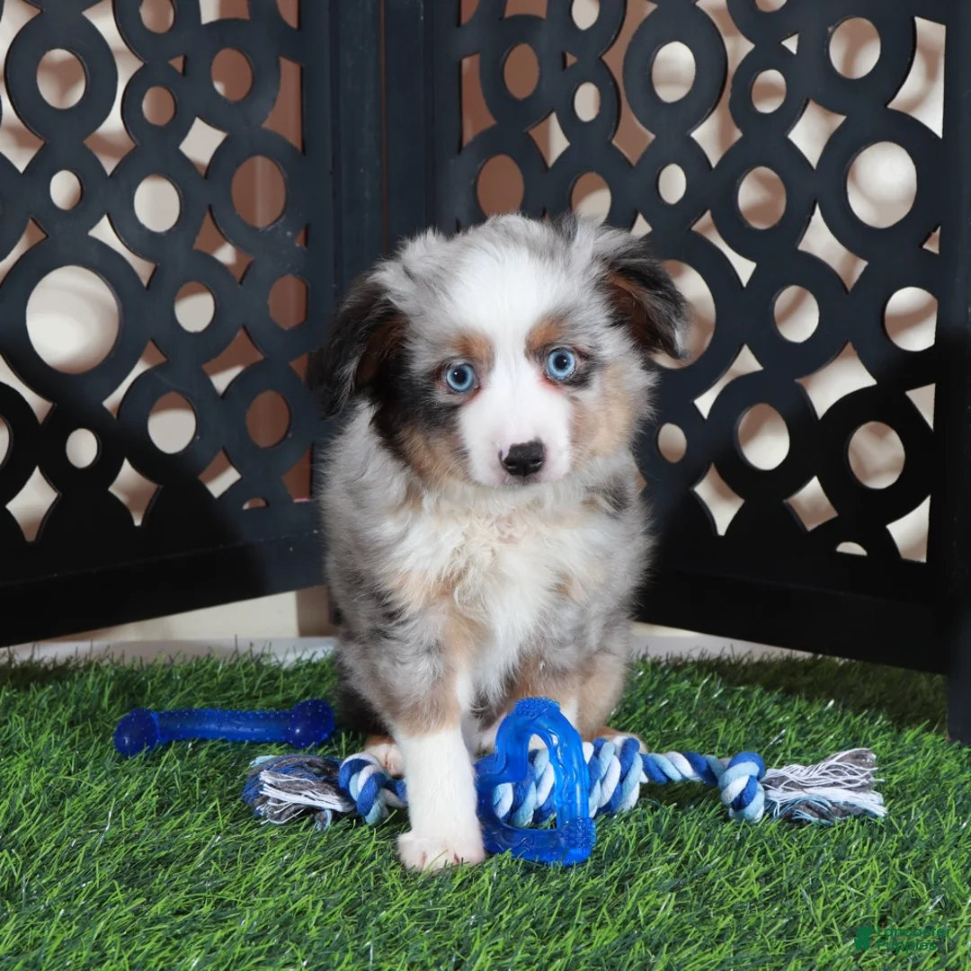 Miniature Australian Shepherd dogs for sale: Comet Blue Eyed Merle Mini Australian Shepherd Puppy - Ad 1