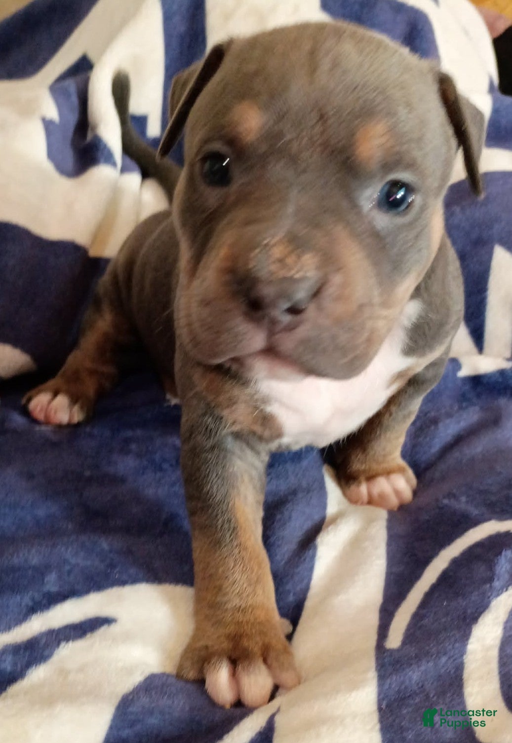American Bully dogs Blue Trindle female - Ad 1