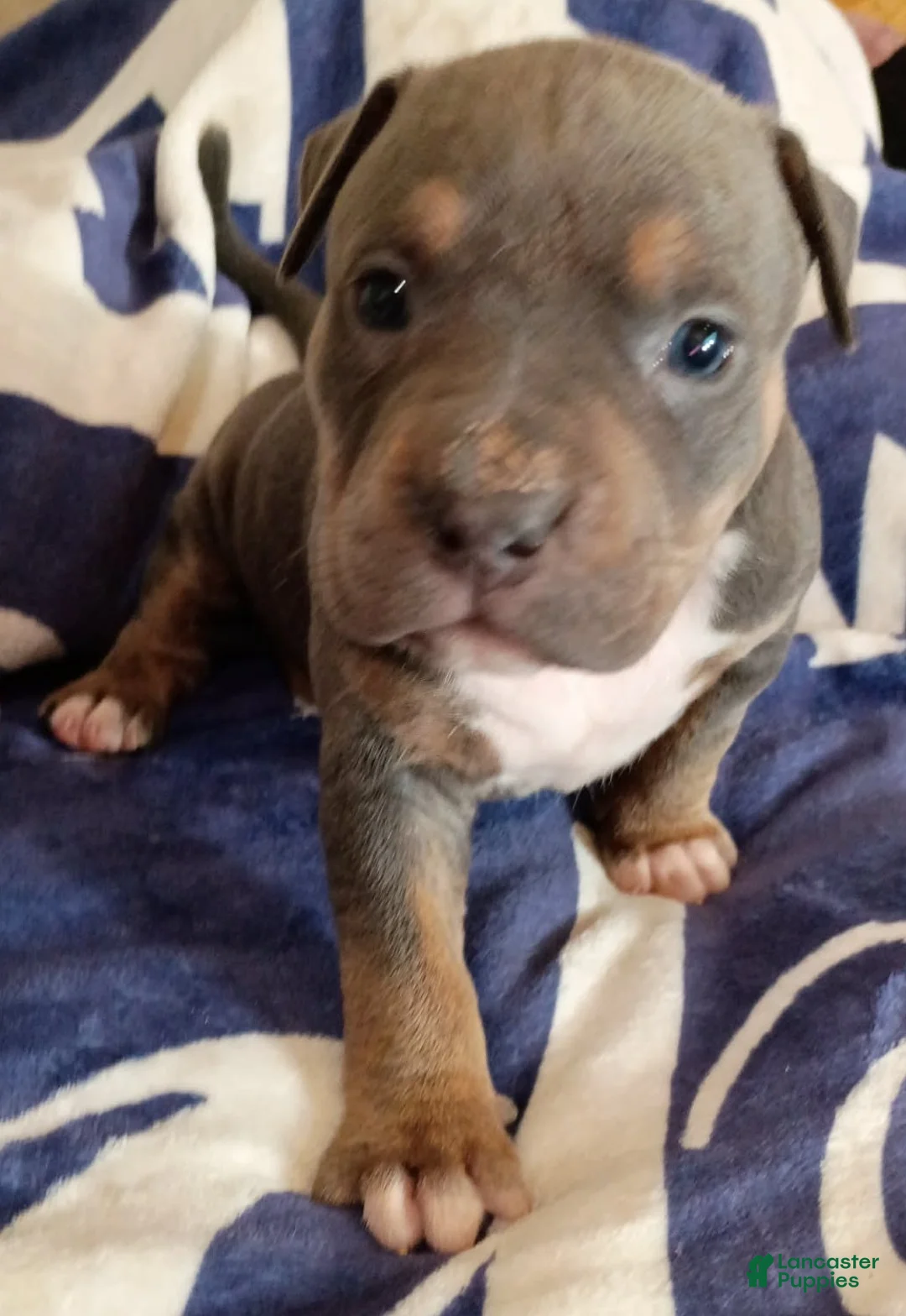 American Bully dogs for sale: Blue Trindle female - Ad 1