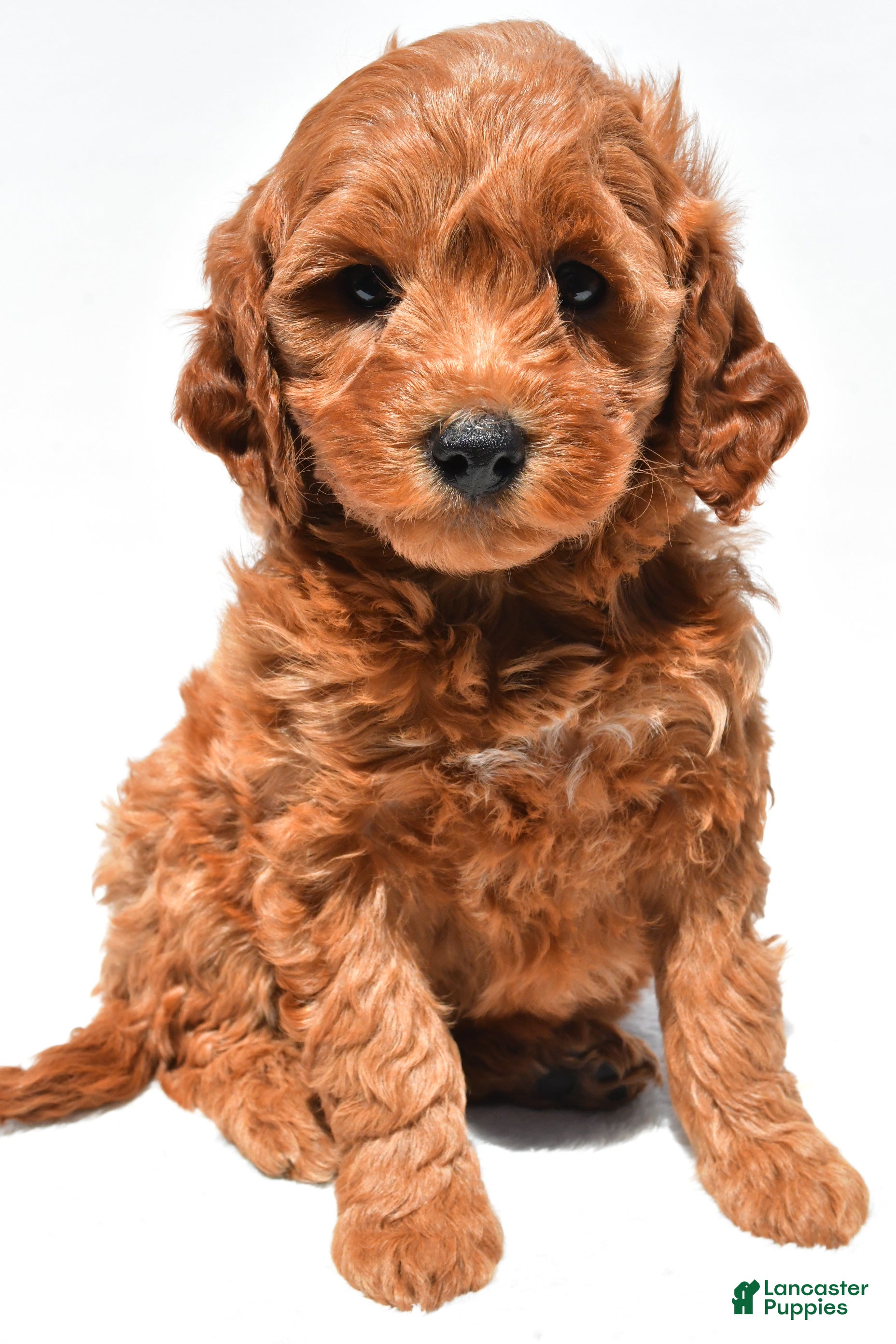 Mini Goldendoodle dogs Ellie - Ad 2