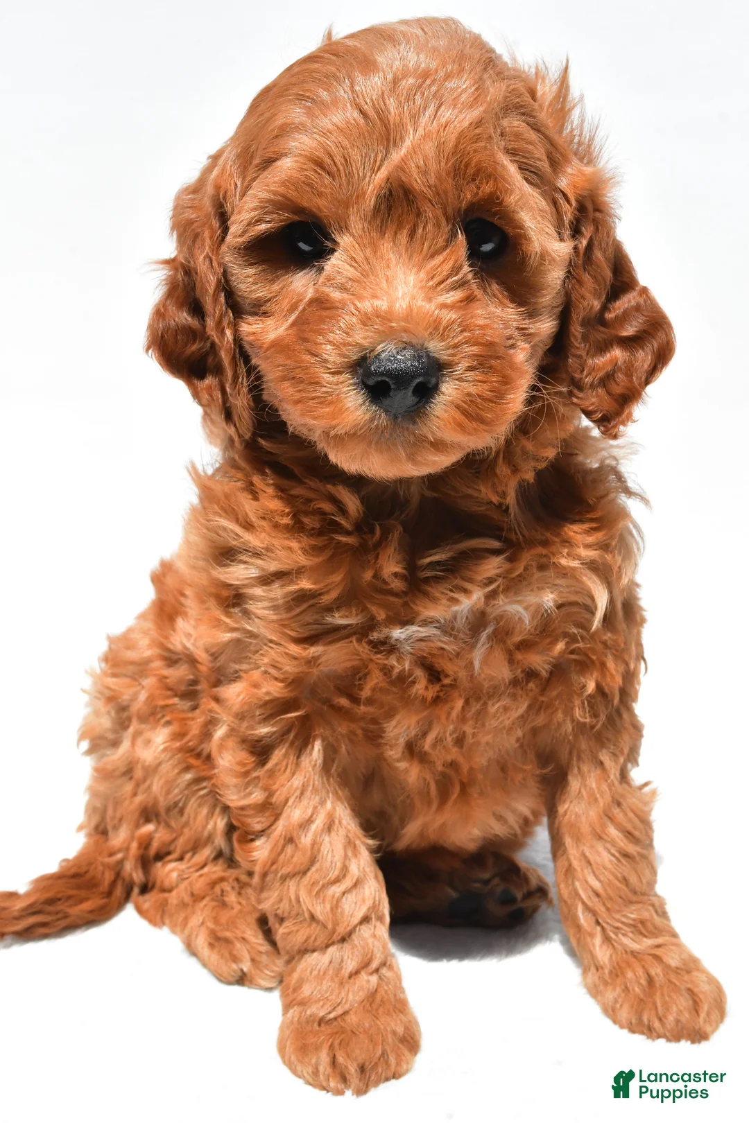 Mini Goldendoodle dogs for sale: Ellie - Ad 2