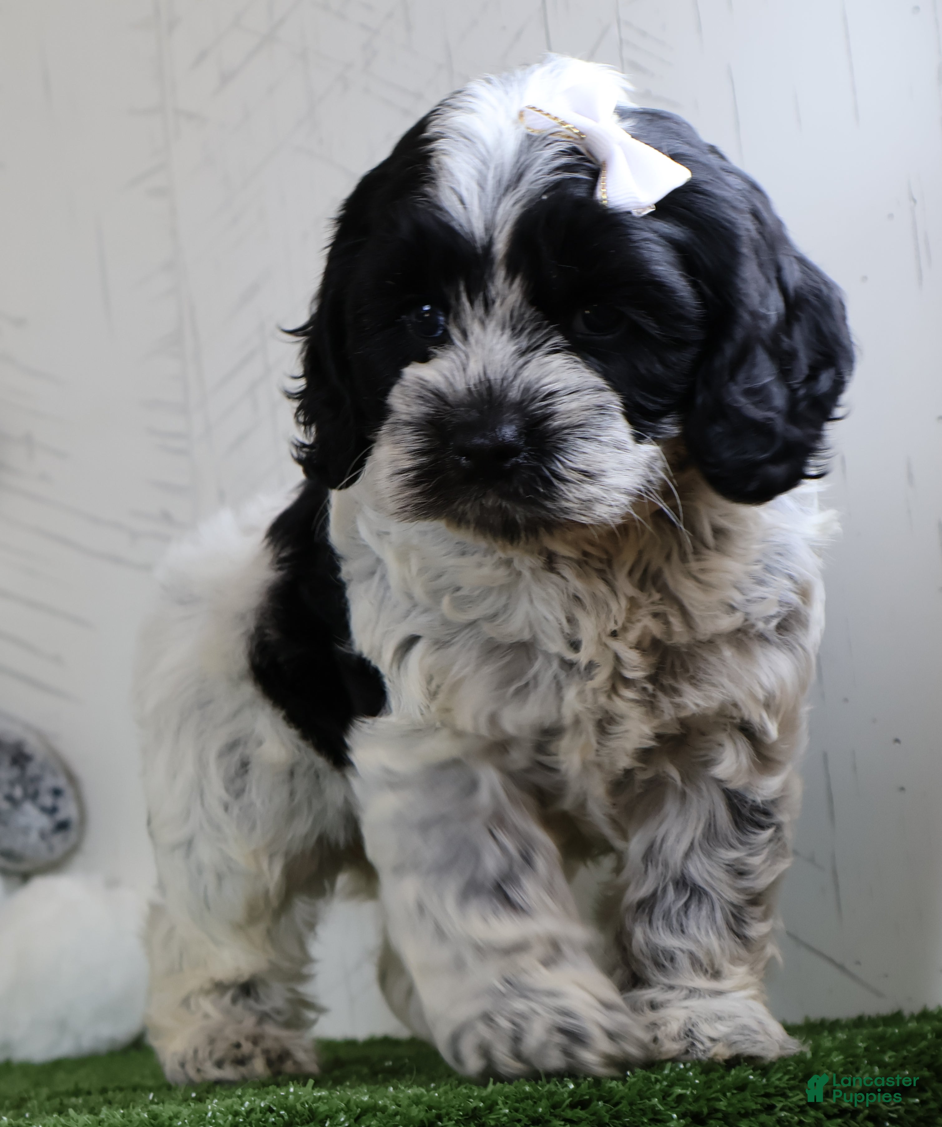 Cockapoo dogs Cookie - Ad 1