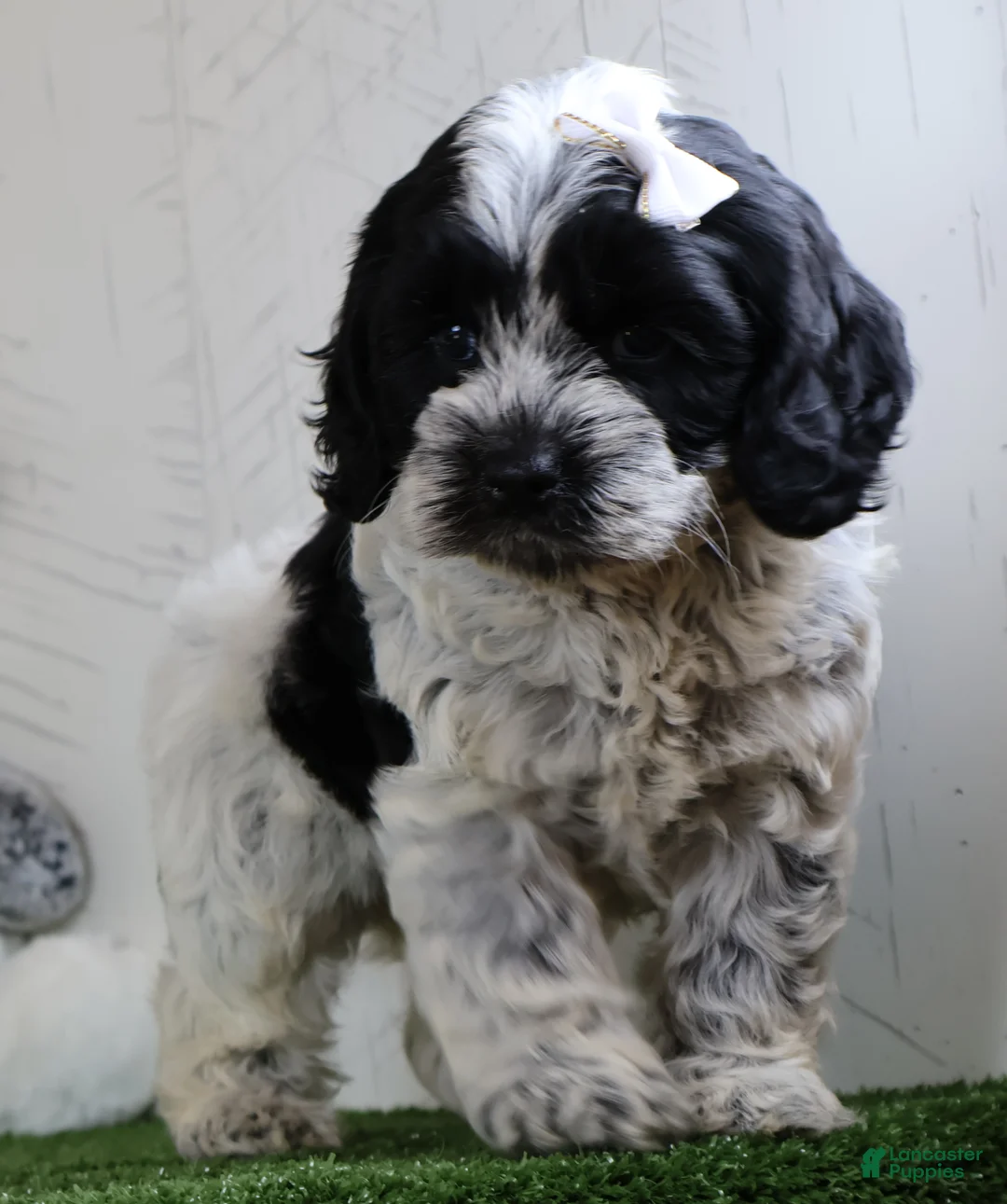 Cockapoo dogs for sale: Cookie - Ad 1