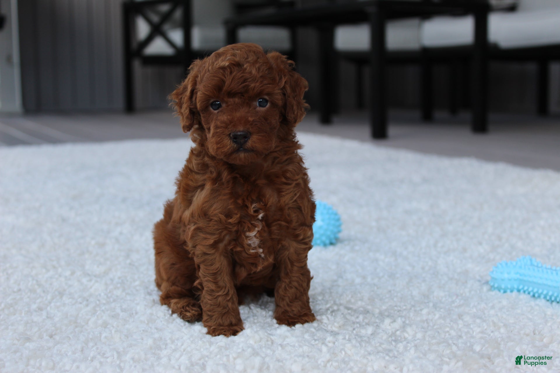 Toy Poodle dogs Ashton - Ad 1