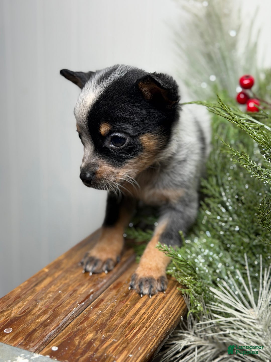 Australian Cattle Dog dogs for sale: Australian Cattle Dog Puppy 9 - Ad 5